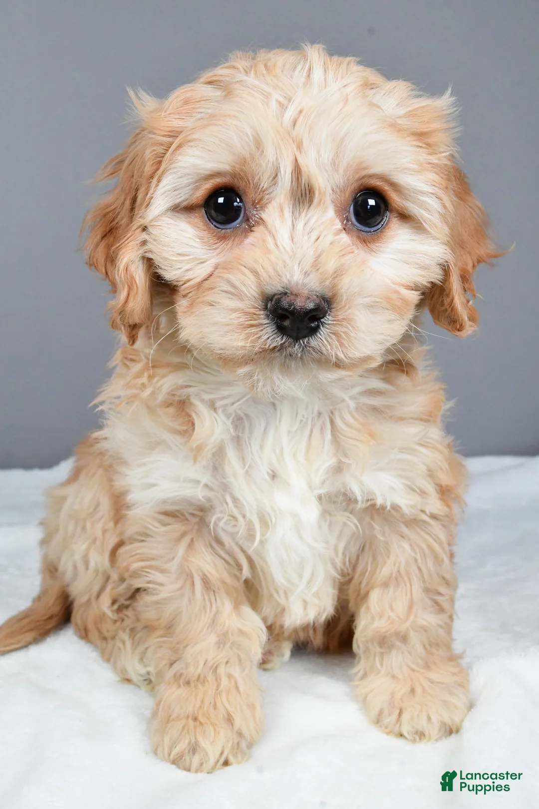 Cavachon dogs for sale: Robin - Ad 5