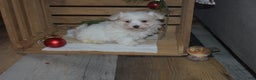 Maltese dogs for sale: Snowflake - Ad 2