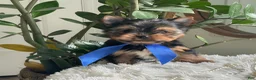 Yorkshire Terrier dogs for sale: Taco - Ad 5