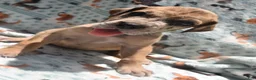 Great Dane dogs for sale: Great Dane - Turquoise Collar - Fawn Merle (Scooby Doo) - Ad 1