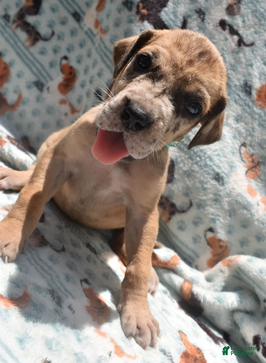 Great Dane dogs for sale: Great Dane - Turquoise Collar - Fawn Merle (Scooby Doo) - Ad 1