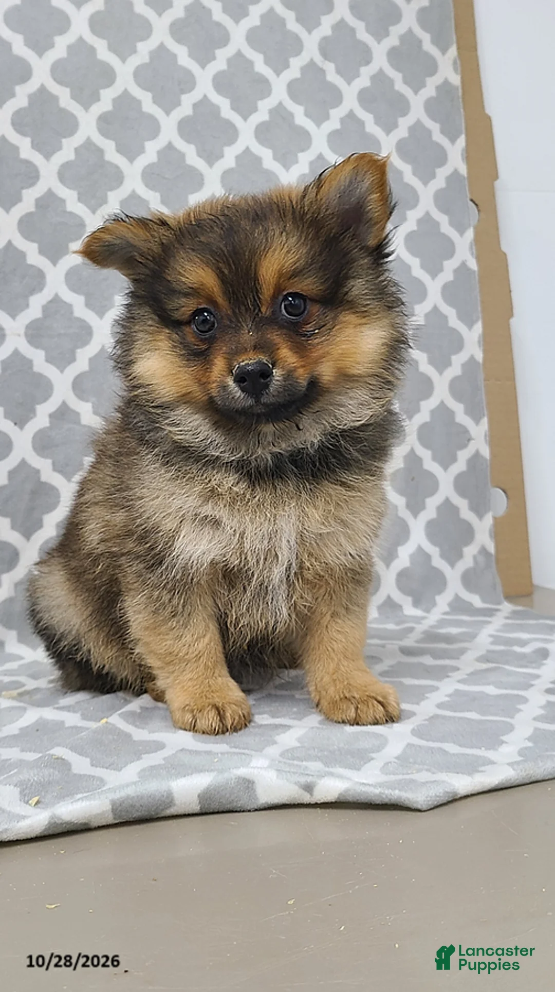 Pomeranian dogs for sale: Mason - Ad 2