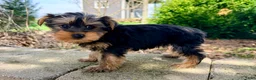 Yorkshire Terrier dogs for sale: Louie - Ad 3