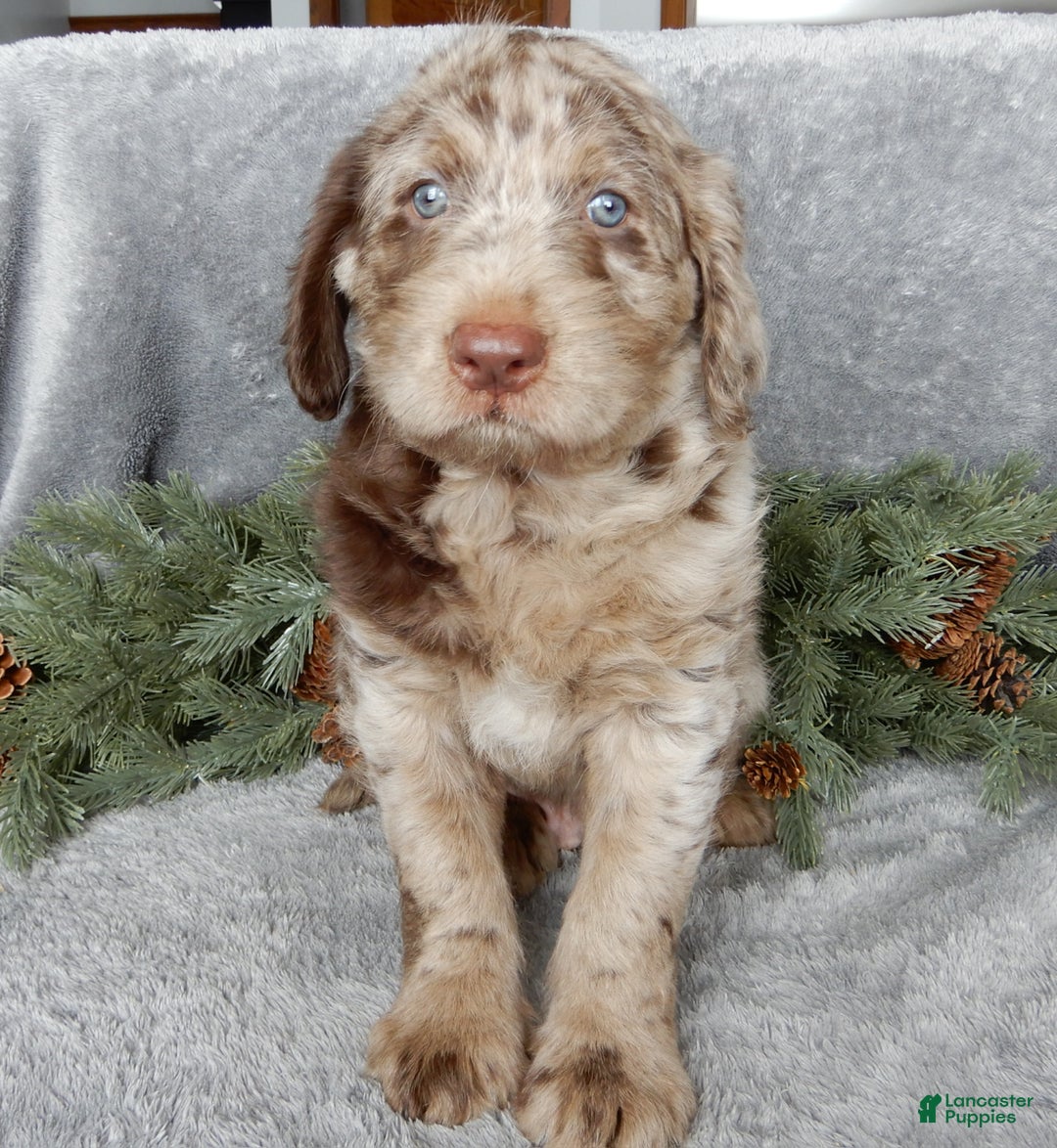 Labradoodle dogs for sale: Mr. Claus  - Ad 5