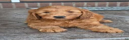 Mini Goldendoodle dogs for sale: Charlie  - Ad 3