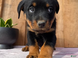 Rottweiler dogs - Ad 5