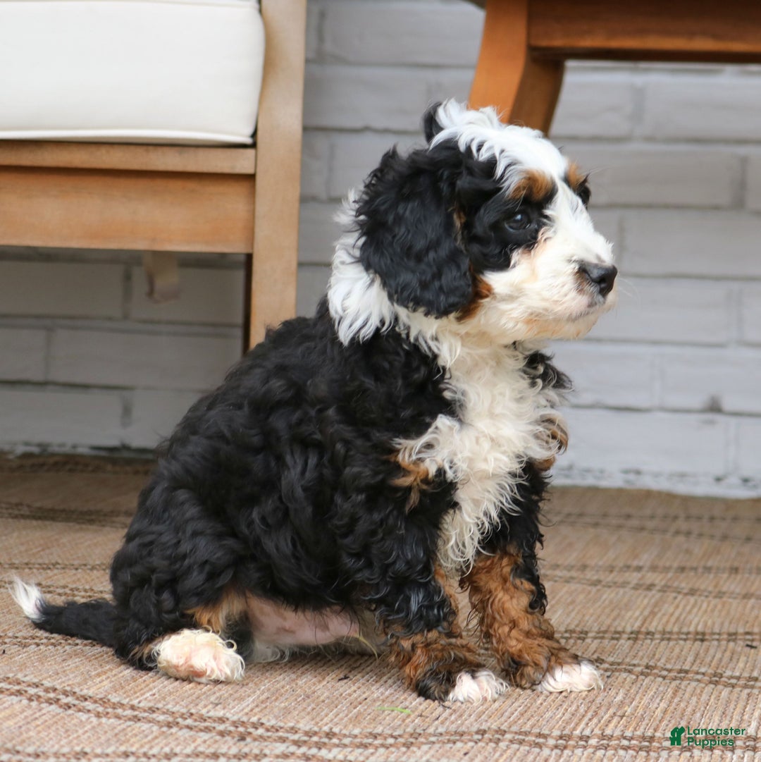 Mini Bernedoodle dogs for sale: Remy  - Ad 3