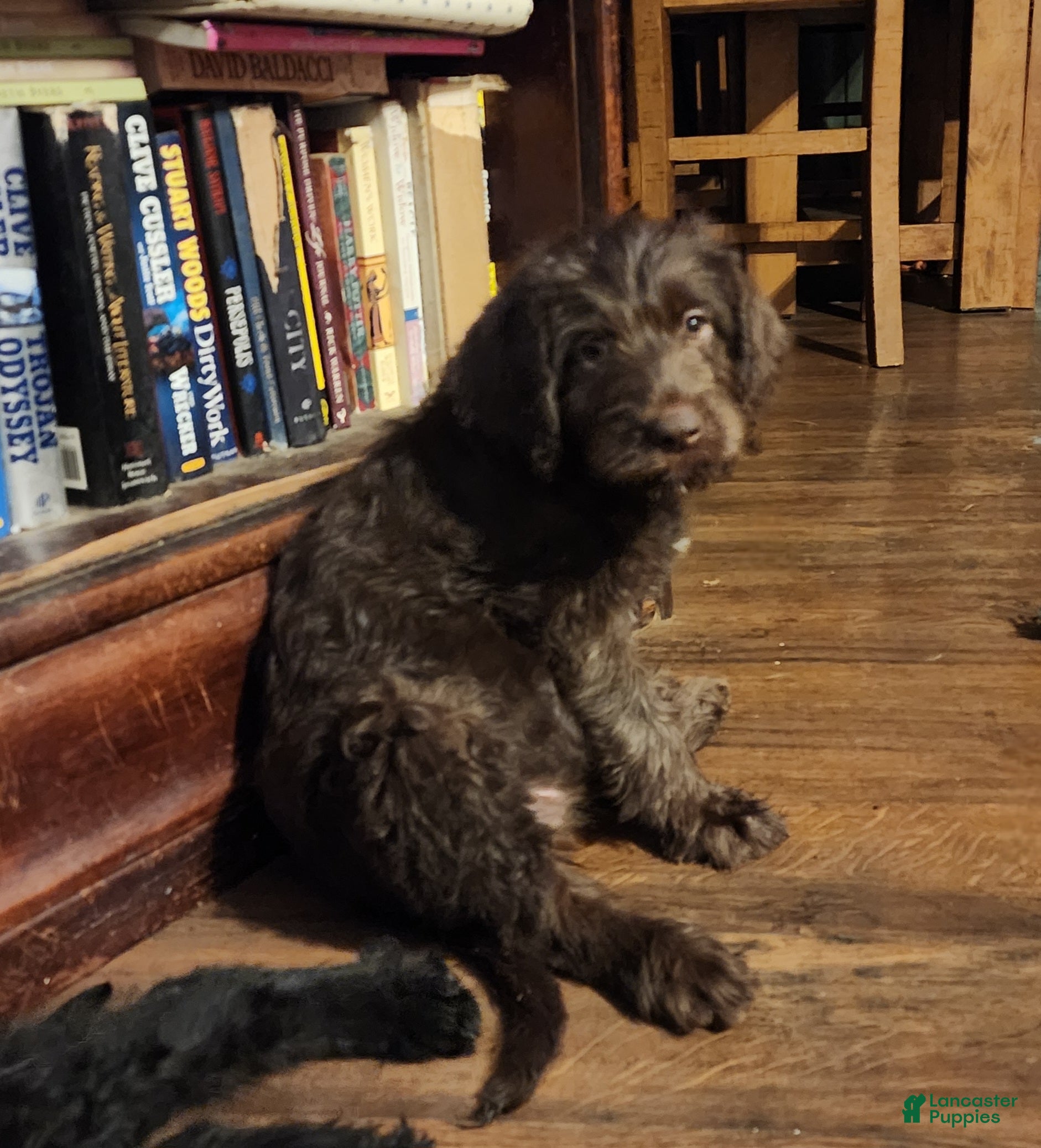 Labradoodle dogs for sale: Labradoodle chocolate black collar - Ad 2