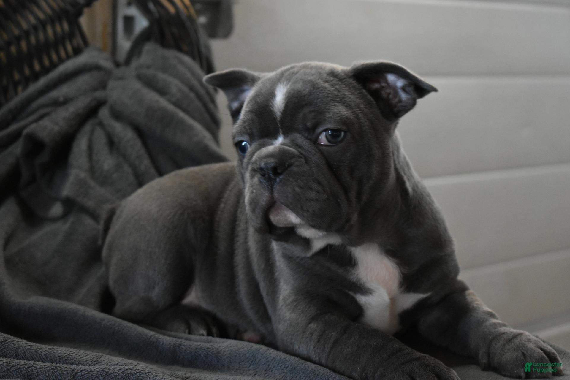 Frenchton dogs Tank - Ad 2