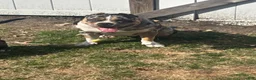 American Bully dogs for sale: American Bully 2 - Ad 5