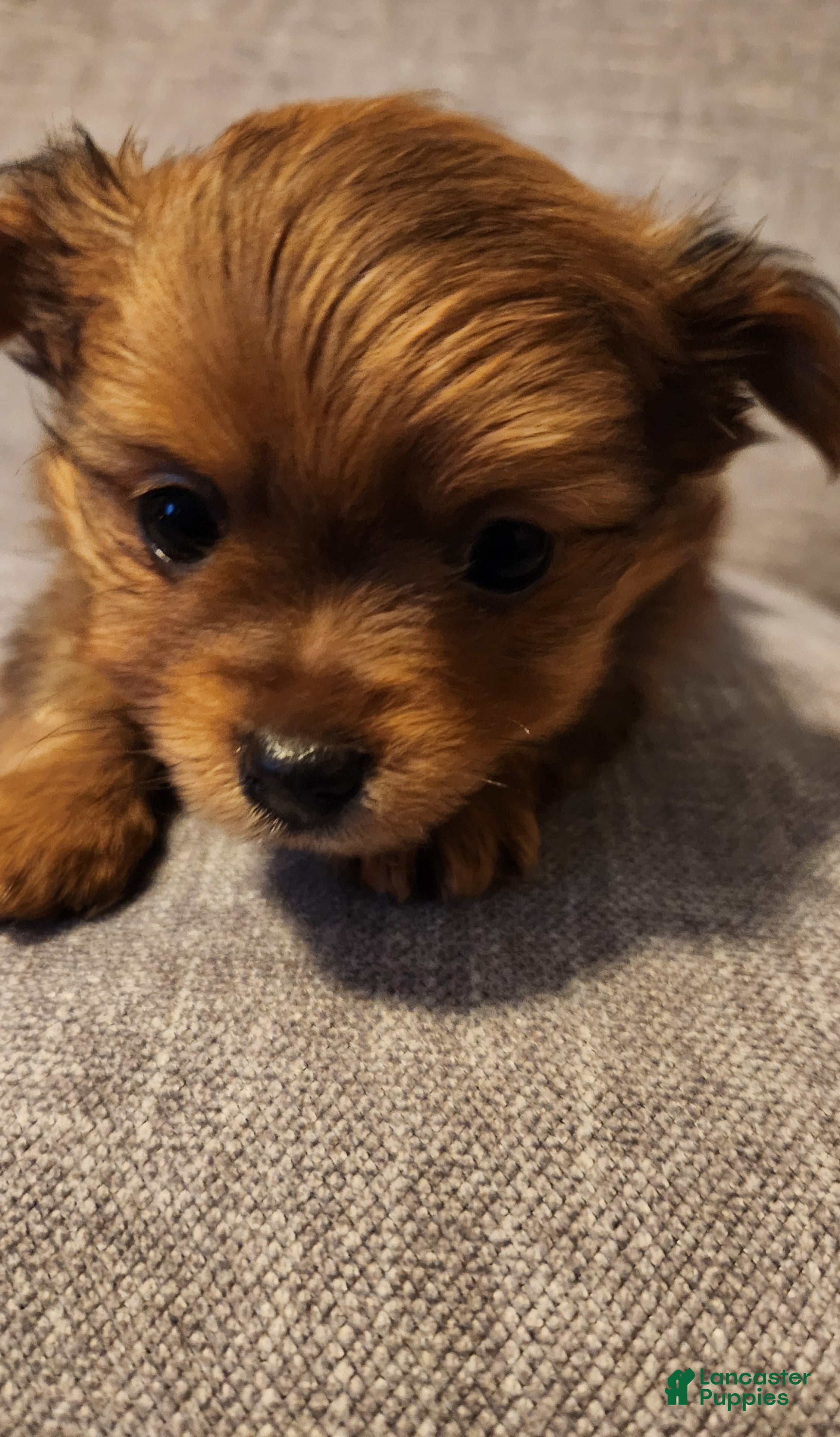 Mixed Breed dogs Handsome - Ad 18