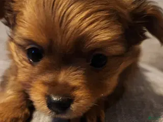 Mixed Breed dogs Handsome - Ad 18