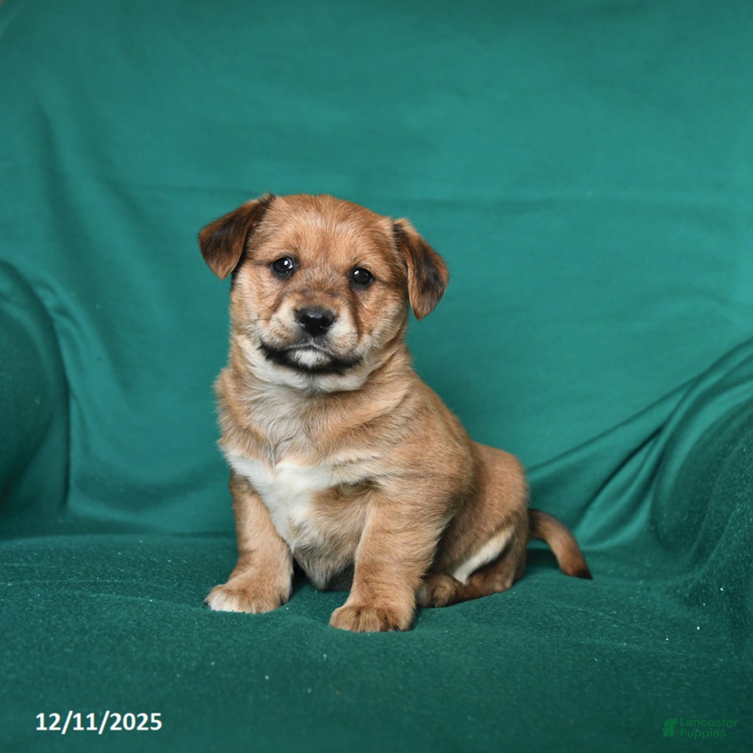 Mixed Breed dogs for sale: Joe - Ad 2