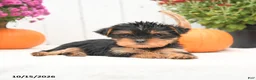 Yorkshire Terrier dogs for sale: Hailey - Ad 2
