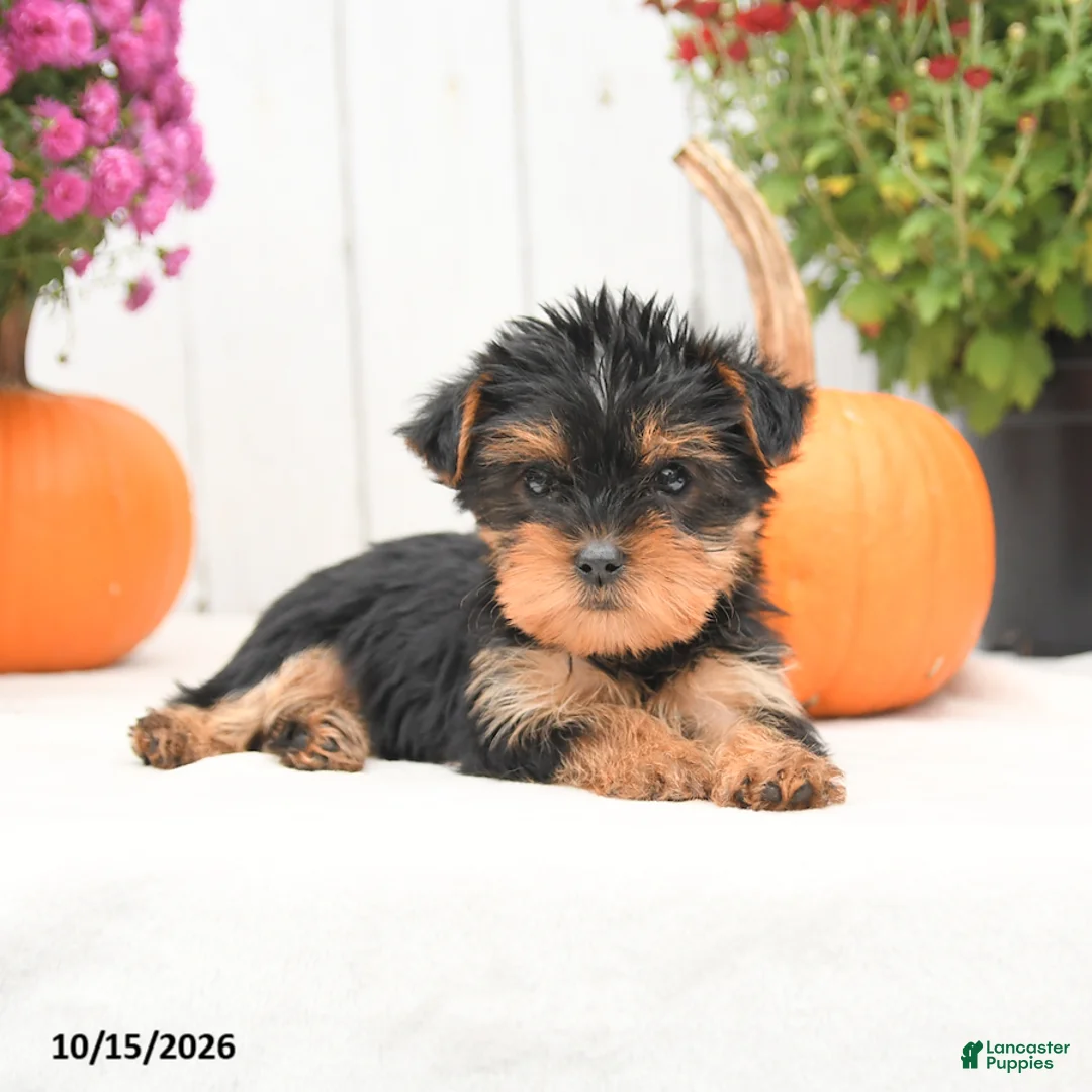 Yorkshire Terrier dogs for sale: Hailey - Ad 2