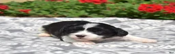 Cavachon dogs for sale: Freedom - Ad 5