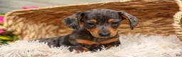 Miniature Dachshund dogs for sale: Holly 🌸 - Ad 12