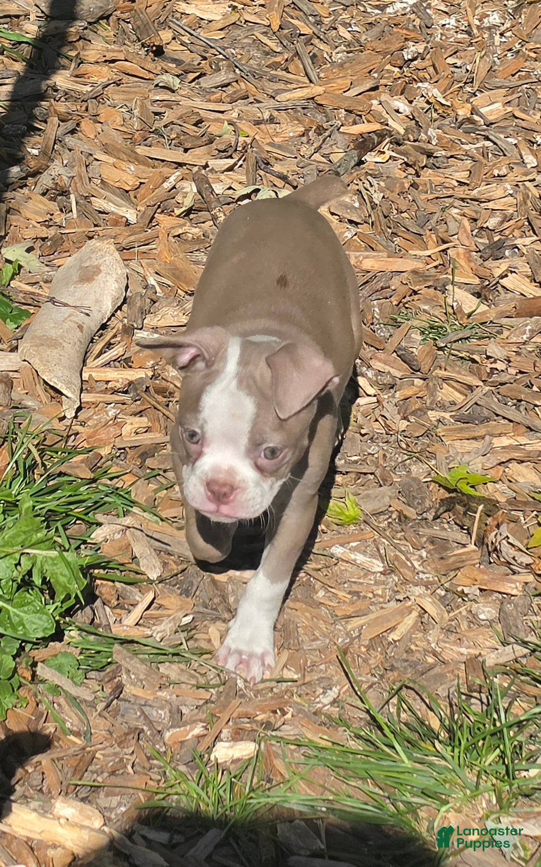 Mixed Breed dogs for sale: Cider - Ad 13