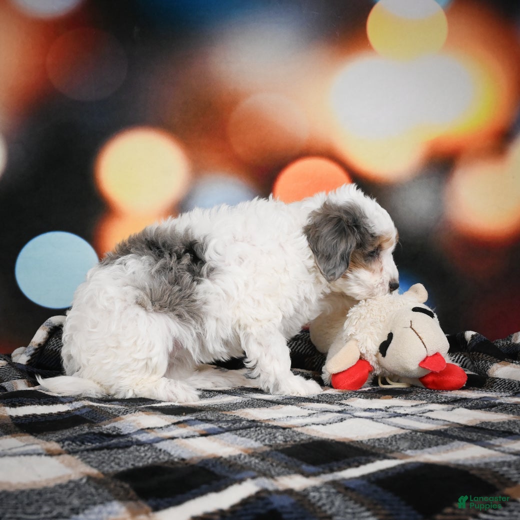 Mini Bernedoodle dogs Ginger - Ad 2