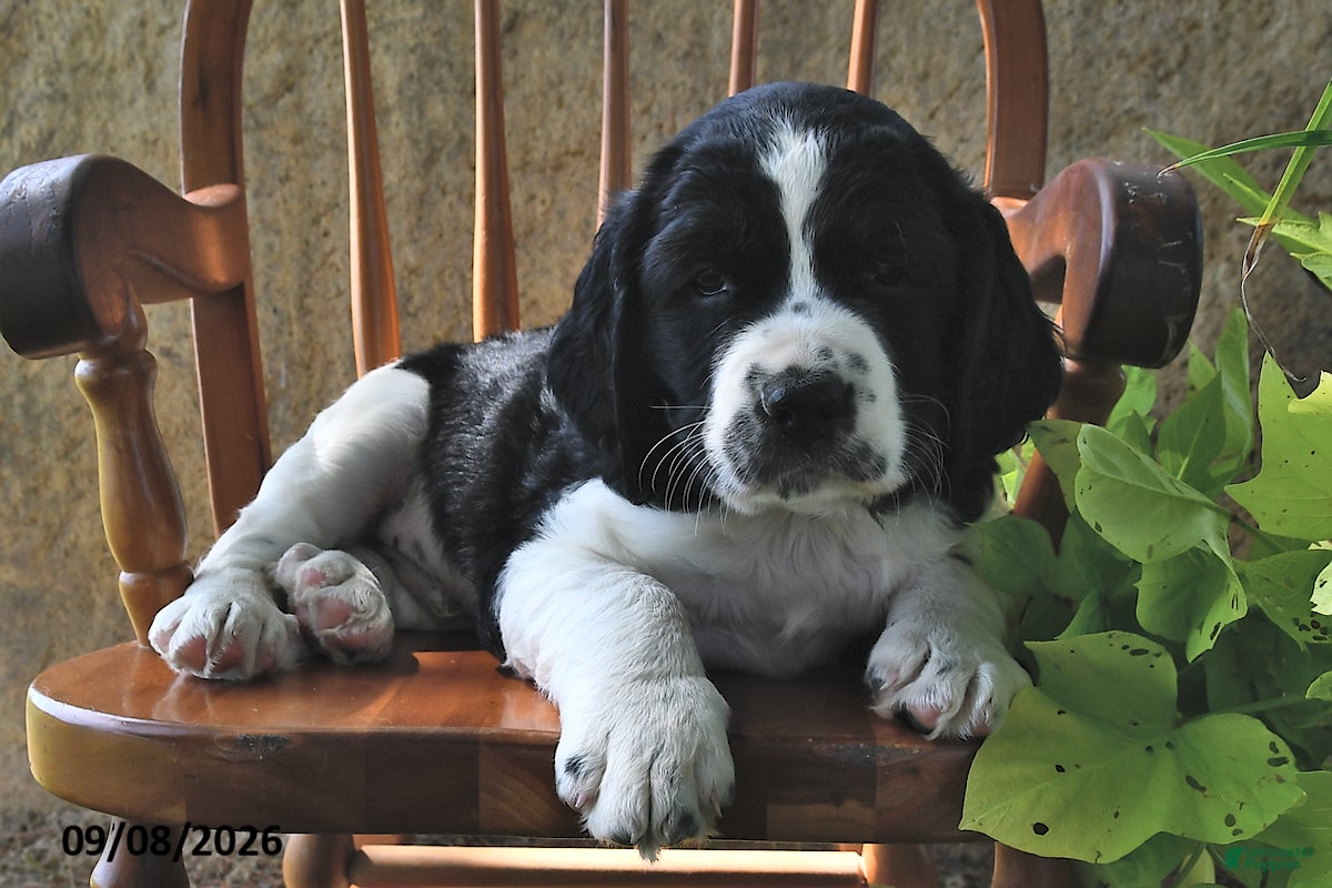 English Springer Spaniel dogs Wafer  - Ad 2