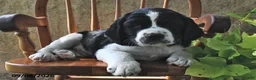 English Springer Spaniel dogs for sale: Wafer  - Ad 2