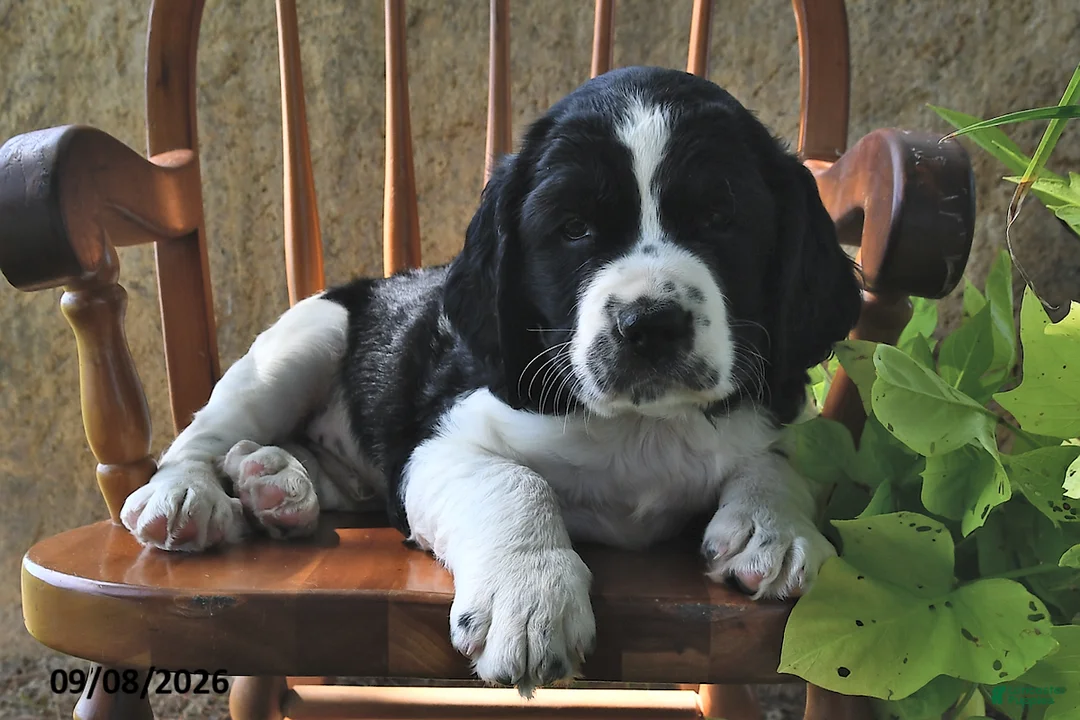 English Springer Spaniel dogs for sale: Wafer  - Ad 2
