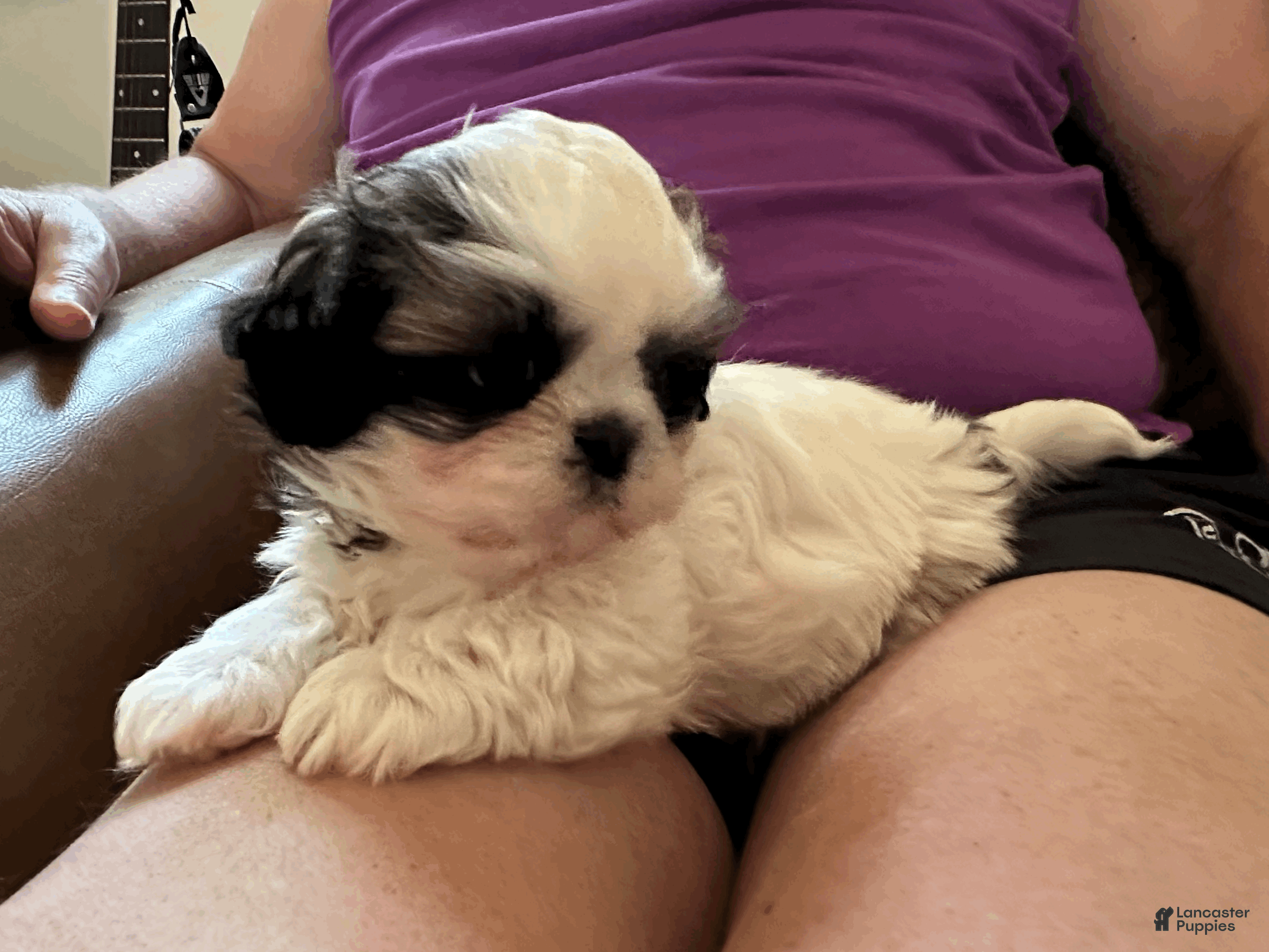 Shih Tzu dogs Shih Tzu 2 - Ad 1