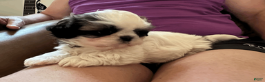 Shih Tzu 2