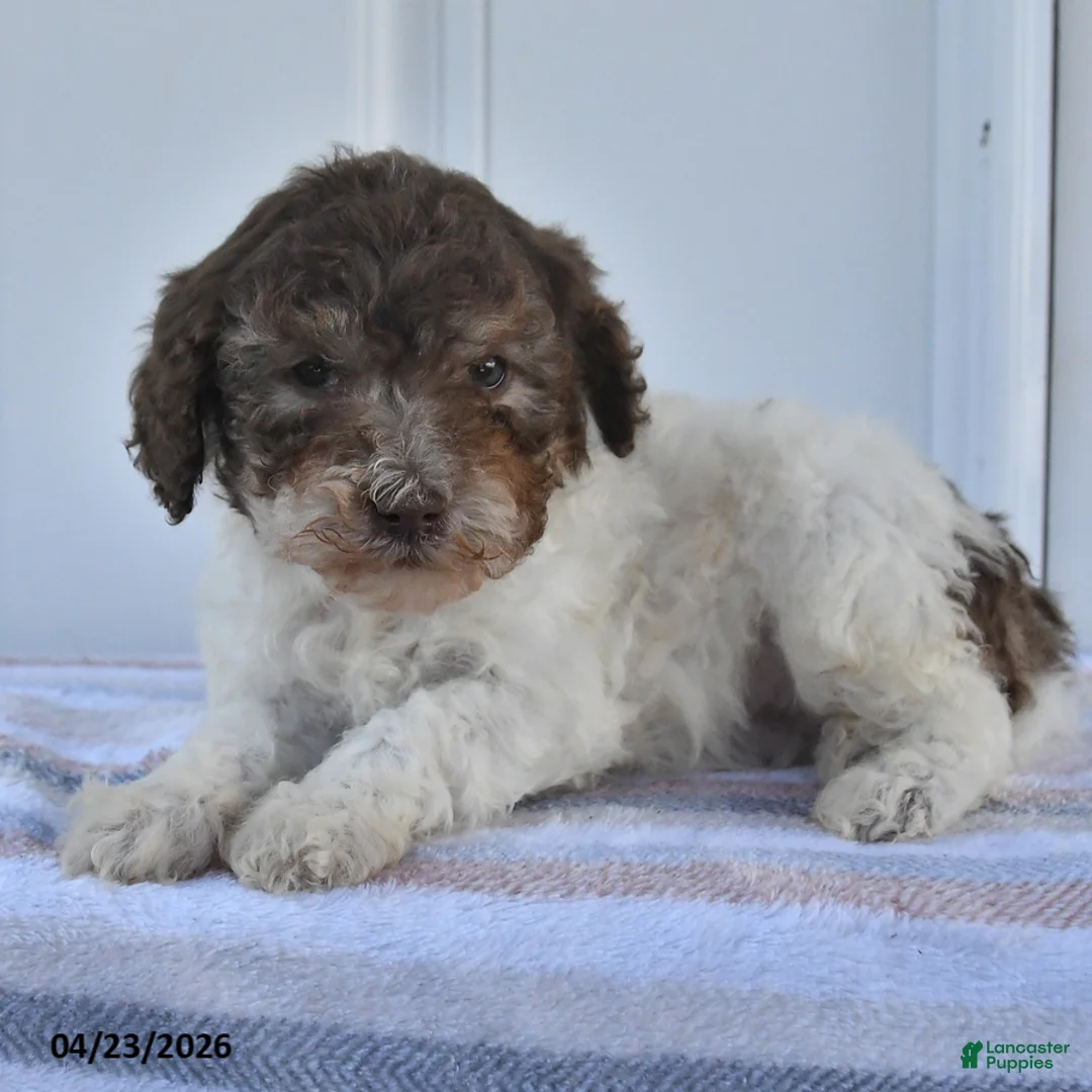 Miniature Poodle dogs for sale: Andy - Ad 2
