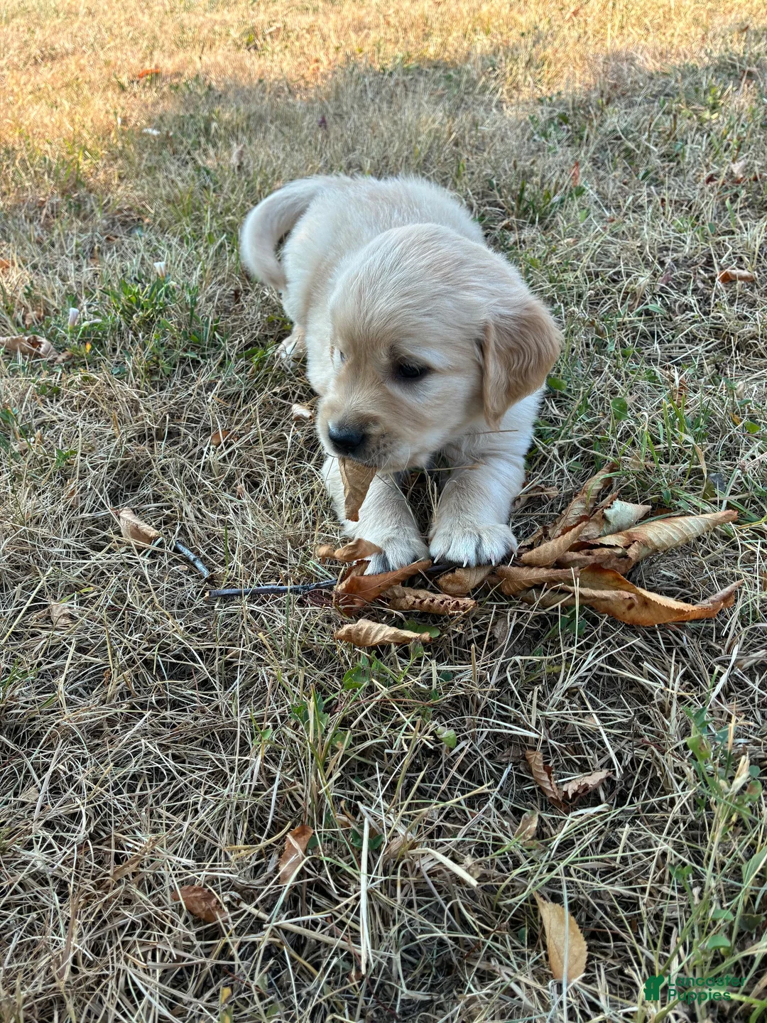 Goldador dogs for sale: Goldador 3 - Ad 1