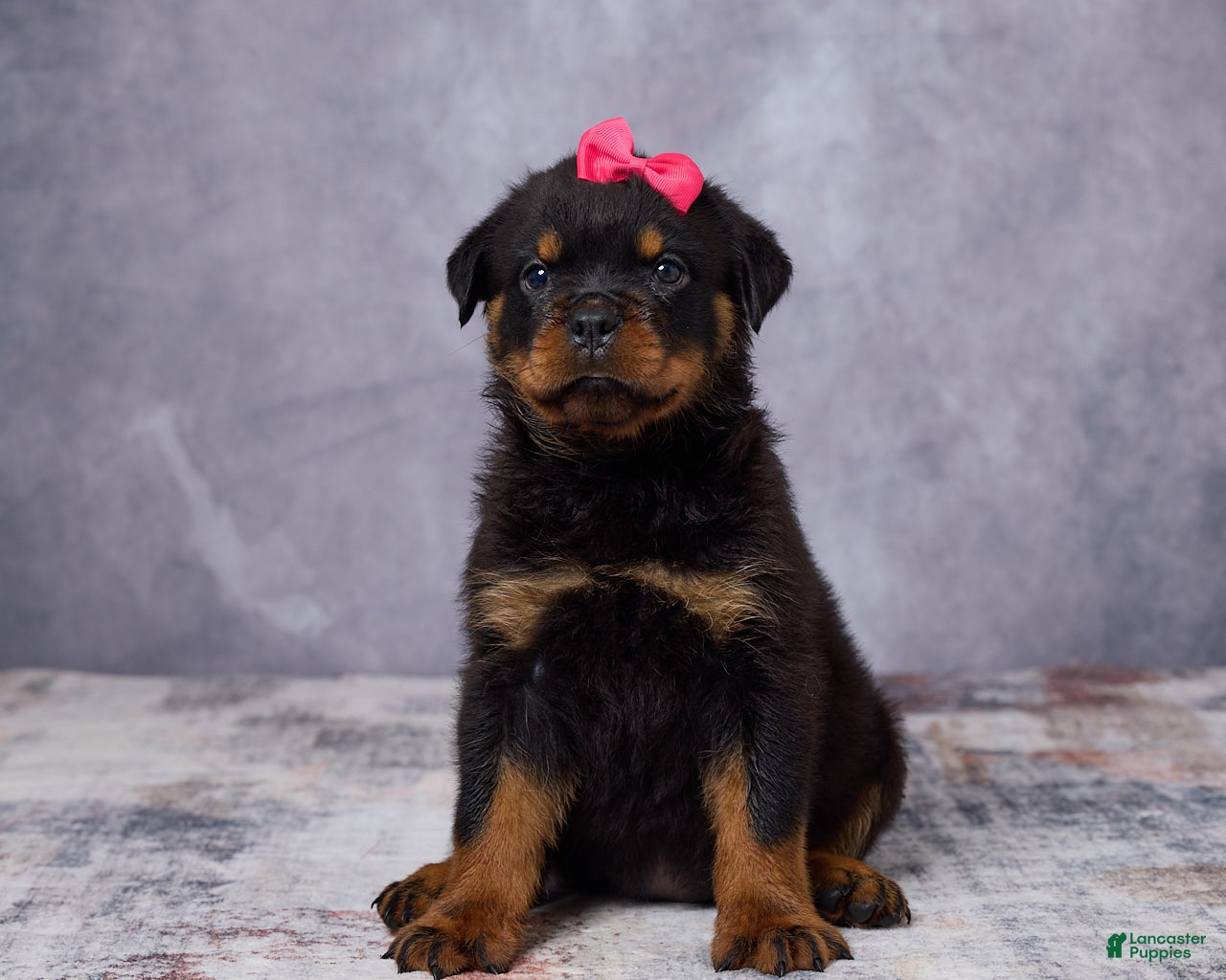 Rottweiler dogs Avery - Ad 1