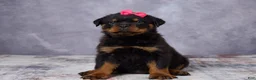 Rottweiler dogs for sale: Avery - Ad 1