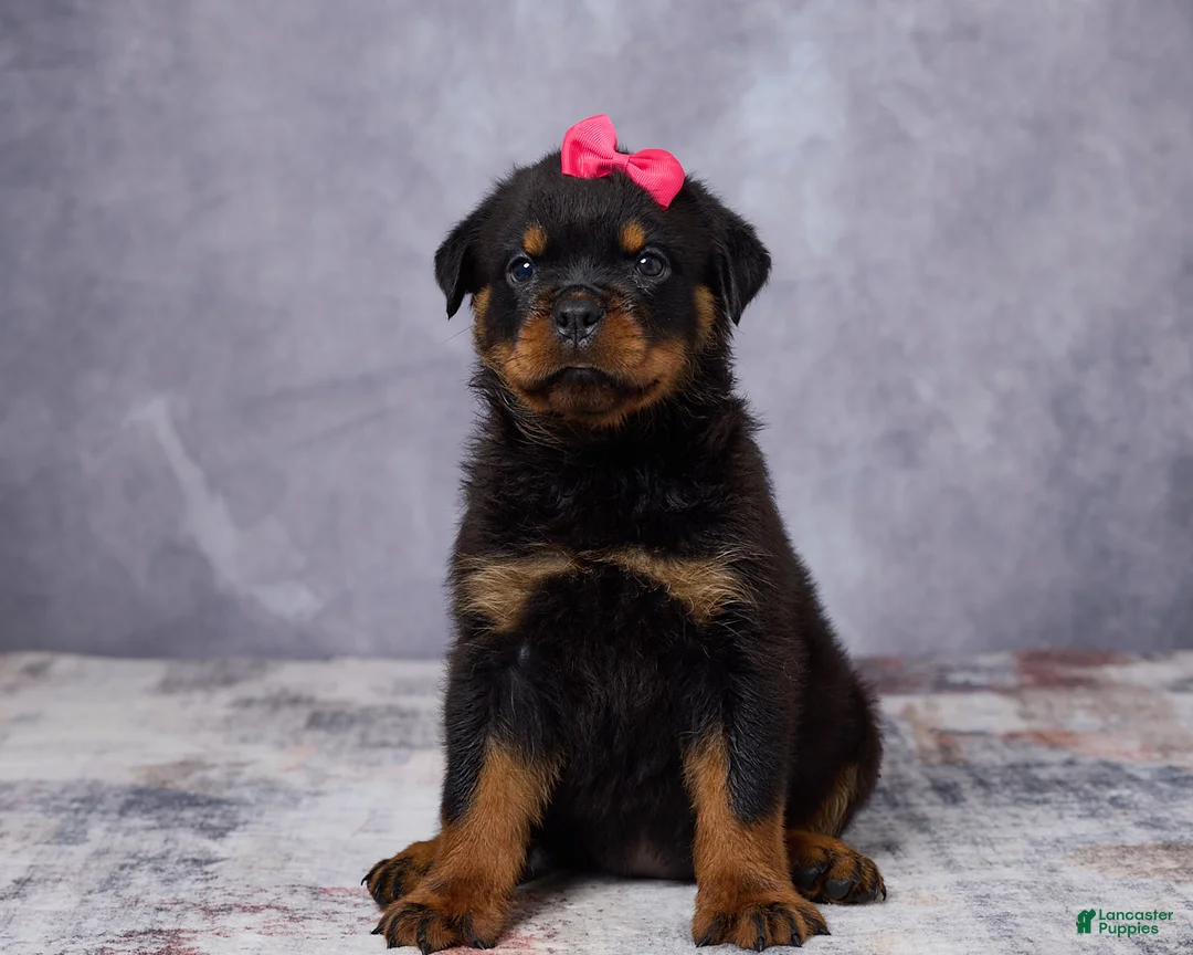 Rottweiler dogs for sale: Avery - Ad 1