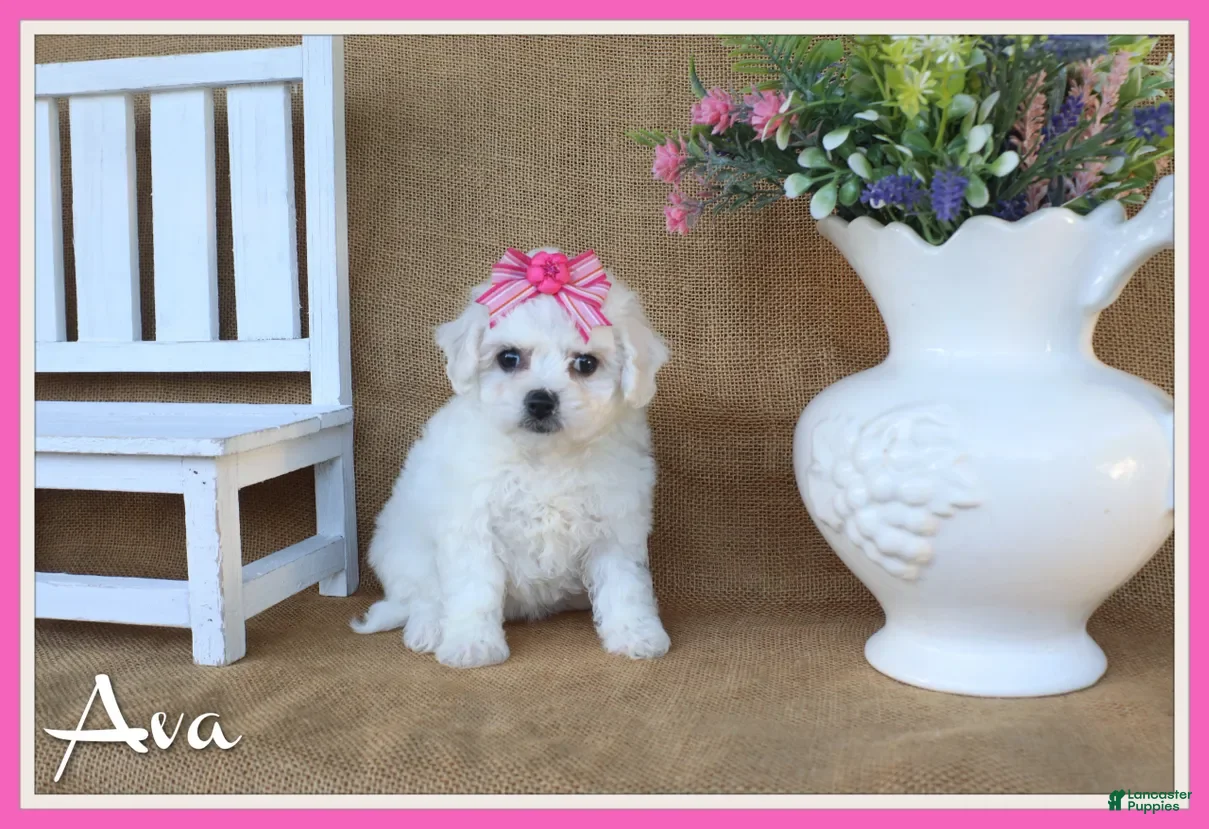 Bichon Frise dogs Ava - Ad 1