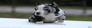 Black Merle Female