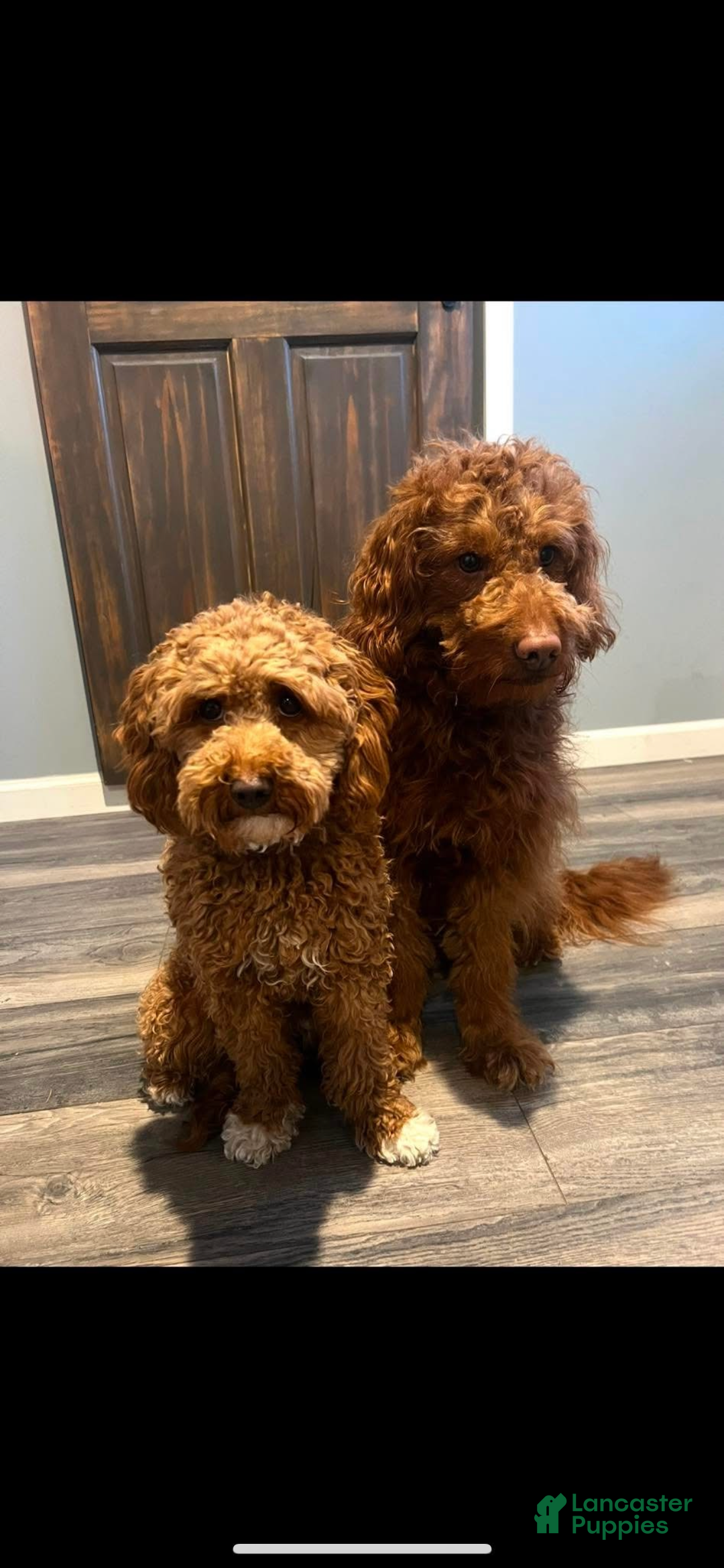 Mini Goldendoodle dogs for sale: Goose - Ad 12