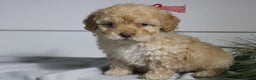 Miniature Poodle dogs for sale: Star - Ad 5