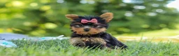 Yorkshire Terrier dogs for sale: Lila - Ad 7