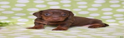 Miniature Dachshund dogs for sale: Wilbur  - Ad 3