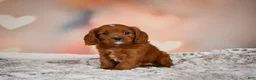 Cavapoo dogs for sale: MAPLE - Ad 4