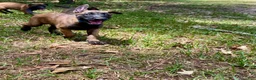 Belgian Malinois dogs for sale: Belgian Malinois 2 - Ad 6