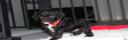 Miniature Poodle dogs for sale:  Bobby - Ad 6
