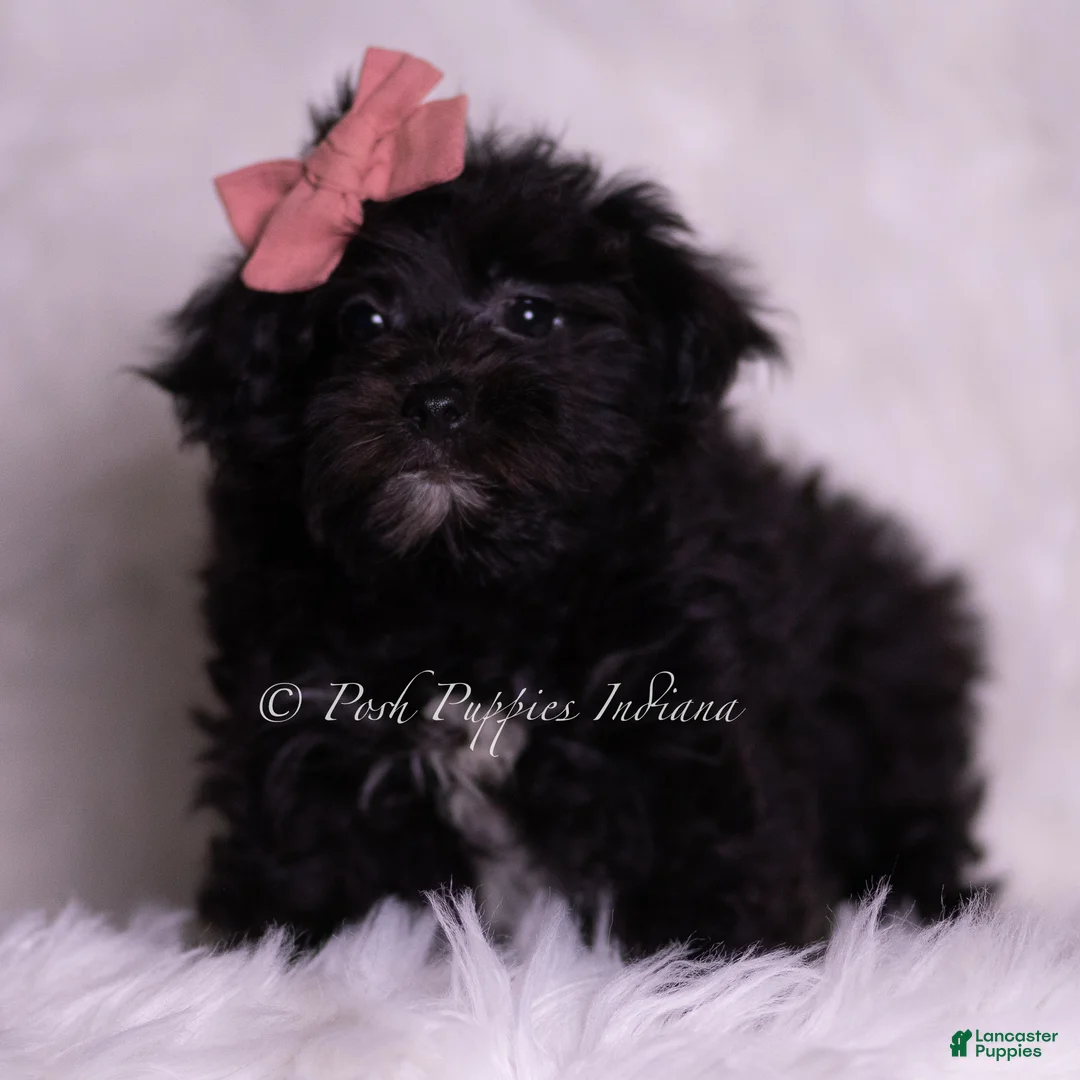 Morkie dogs for sale: Lina - Ad 1