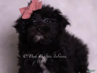 Morkie dogs Lina - Ad 40