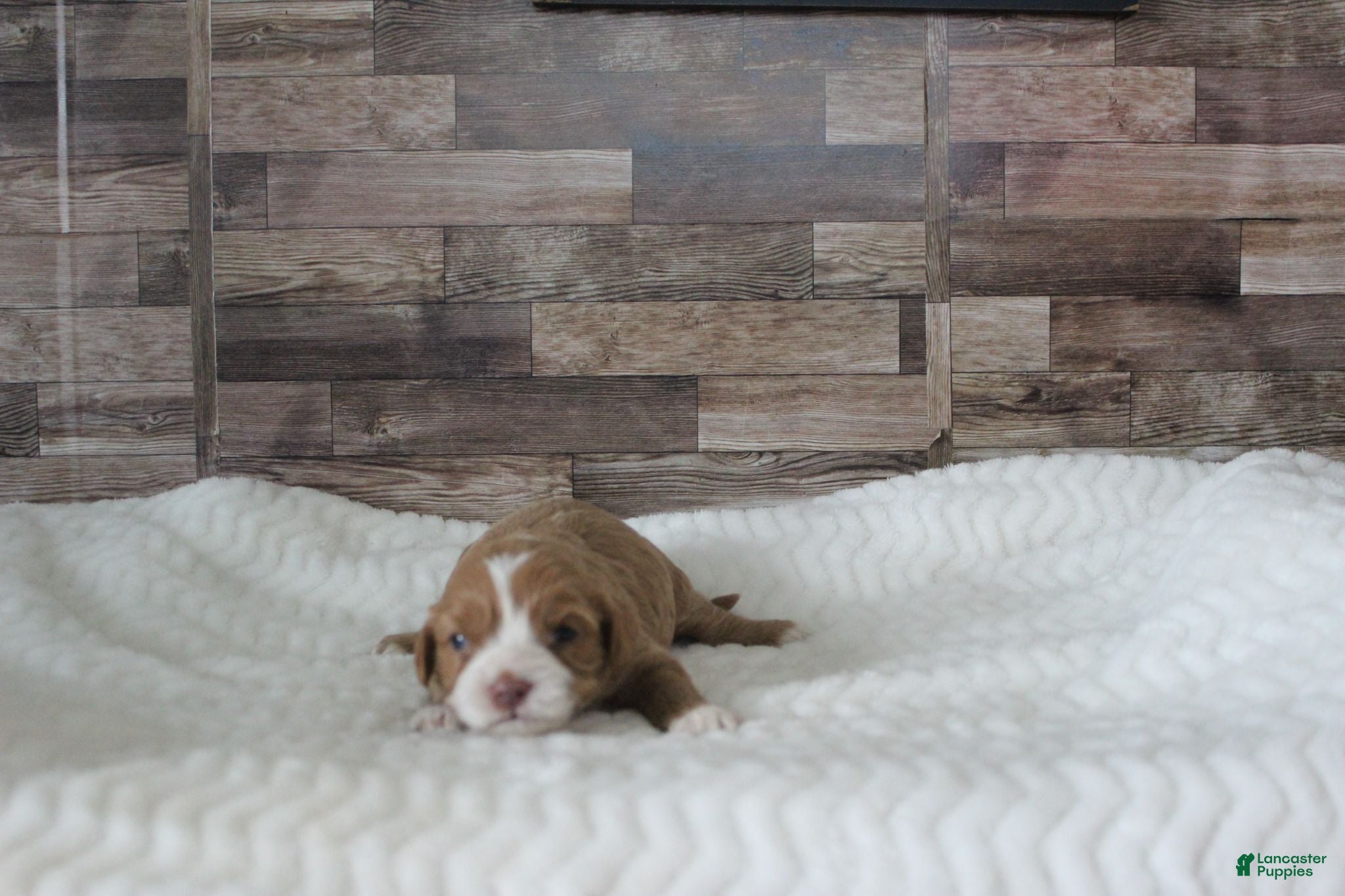 Cavapoo dogs #3 Female of Tara - Ad 9