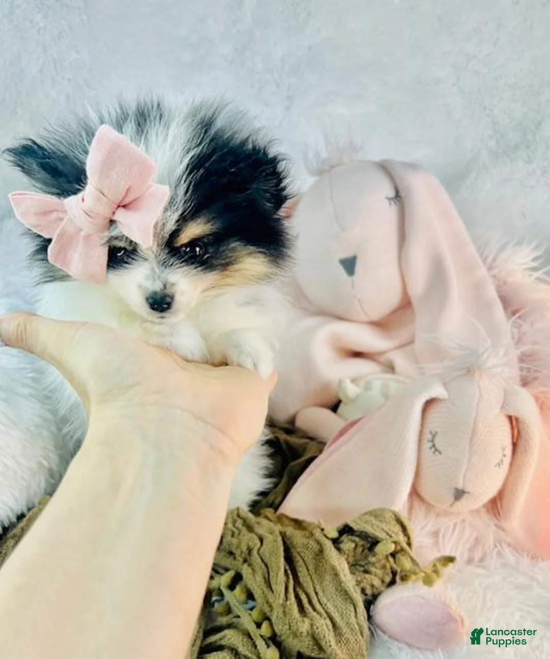 Pomeranian dogs for sale: Pomeranian 1 - Ad 2