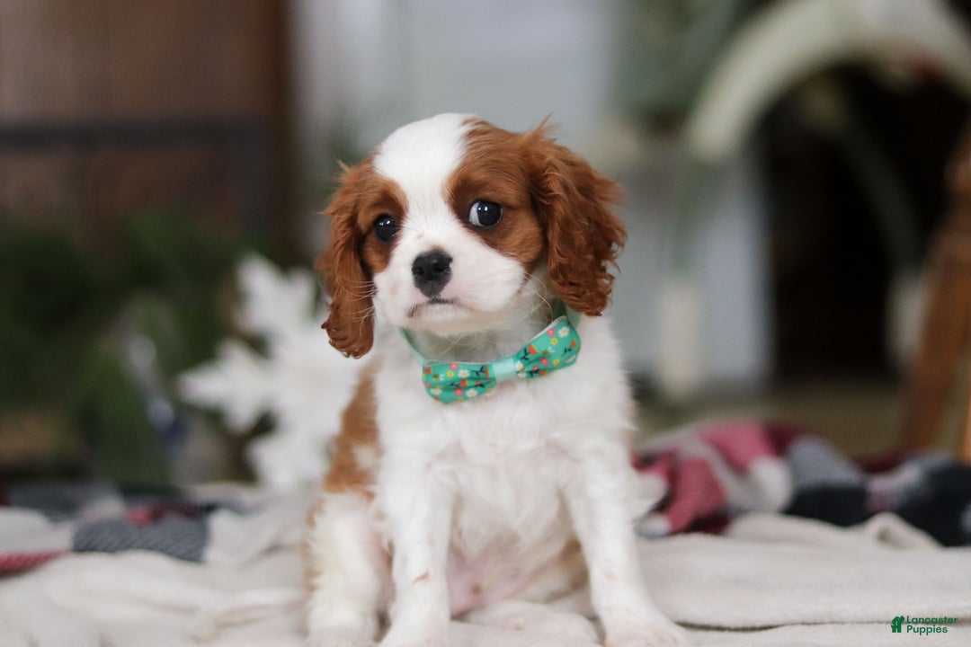 Cavalier King Charles Spaniel dogs for sale: Landon - Ad 6