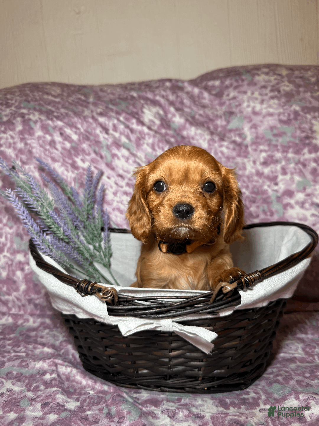 Cavalier King Charles Spaniel dogs for sale: Taffy - Ad 2