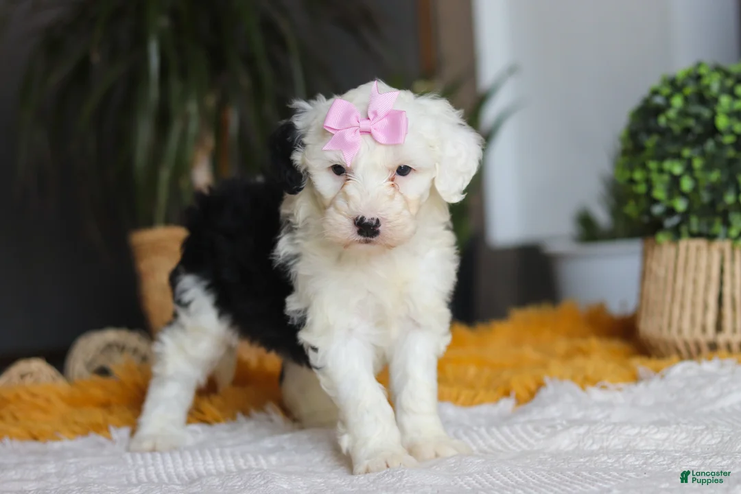 Sheepadoodle dogs for sale: Carrot - Ad 8