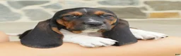 Basset Hound dogs for sale: Arrow - Ad 1